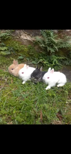 Mini coelhos Netherland dwarf. " Anão holandês ".