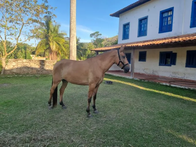 egua campolino top