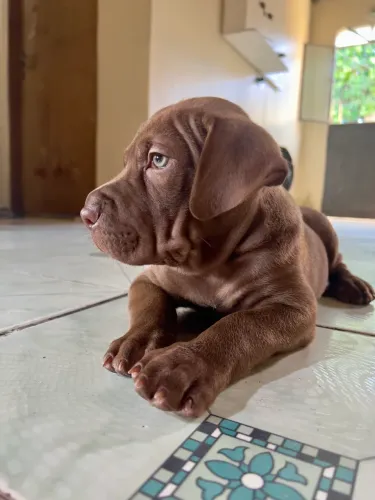 Filhote de Shar-pei e Doberman 