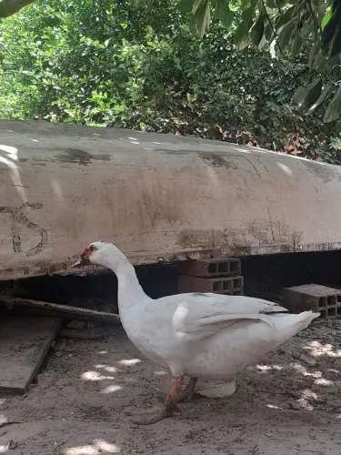 Vende-se pato gigante