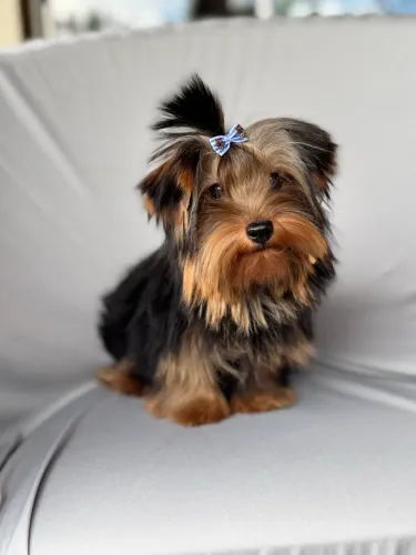 Macho de yorkshire mini