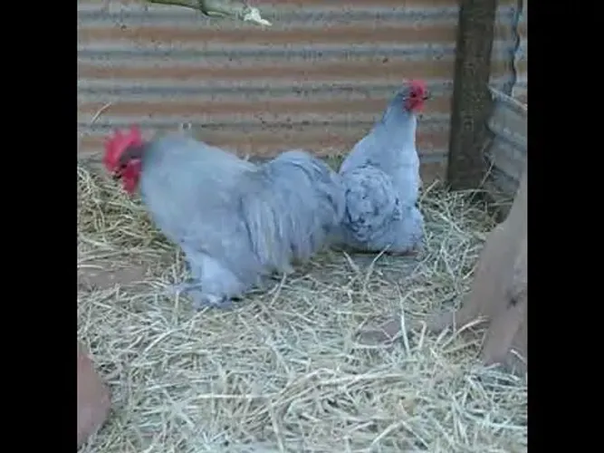 Mini Cochin