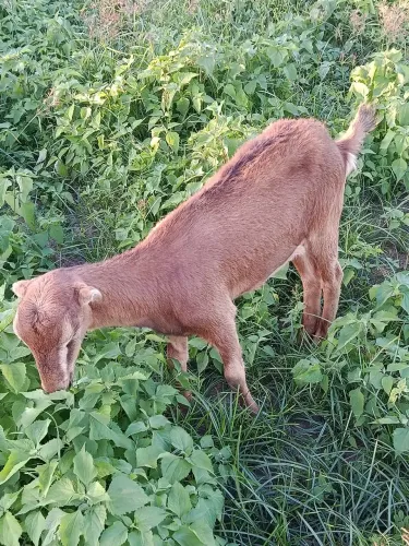 Vendo uma cabra