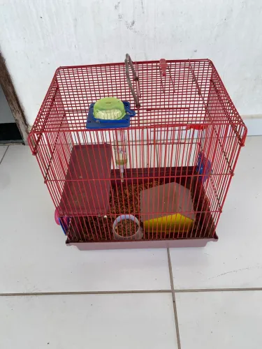 Hamster sírio com gaiola