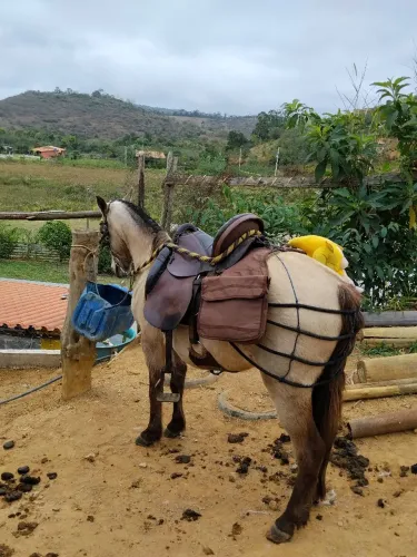 Piquira a venda em juiz de fora mg!!