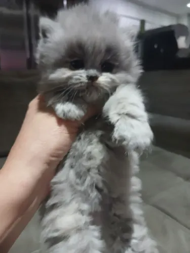 Gato persa filhote