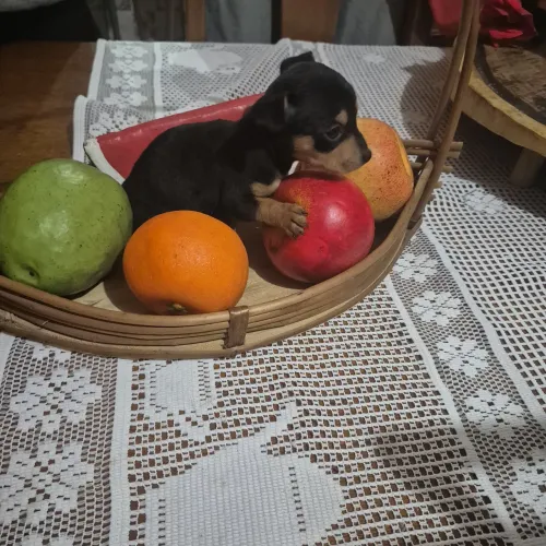 Filhotes fêmeas de pincher