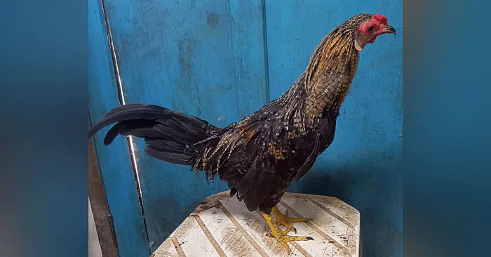 GALO AZTECA