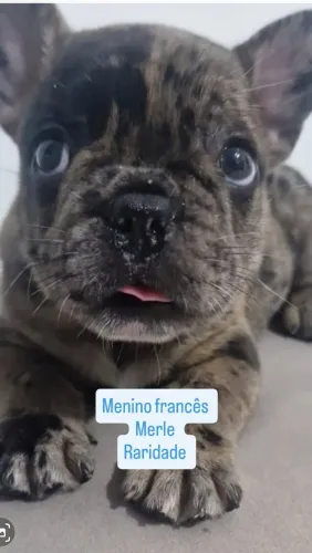 Bulldog Francês Merle Aqui Em Celebre Dia Dos Namorados 