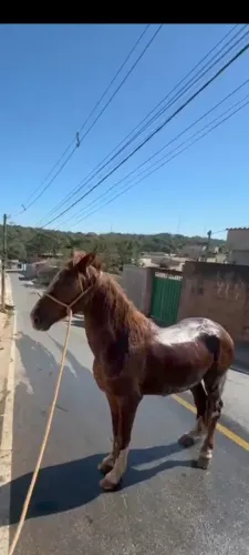 Cavalo manga larga paulista,5 anos,castrado, marcha de centro.
