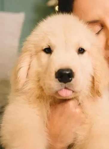 Filhotes de Golden Retriever 