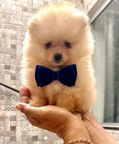 Spitz alemão Lulu da pomerania