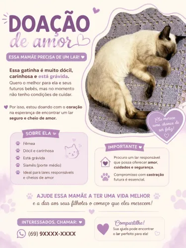 Doação de gata