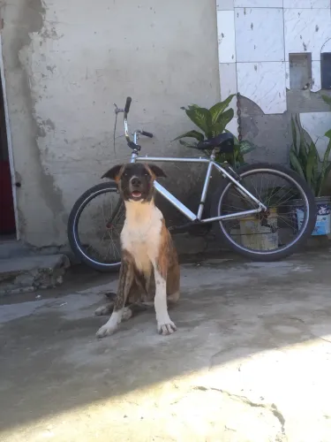 Estou doando essa cachorra maravilhosa 