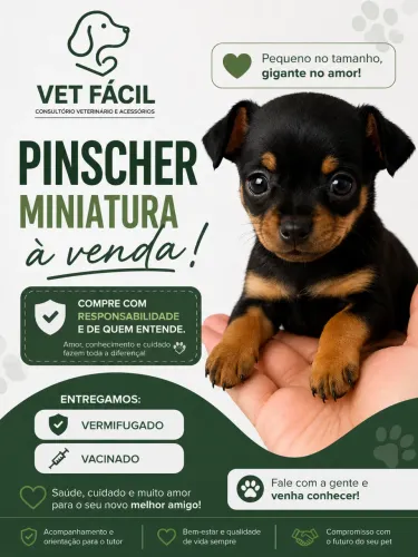 PINSCHER MINIATURA