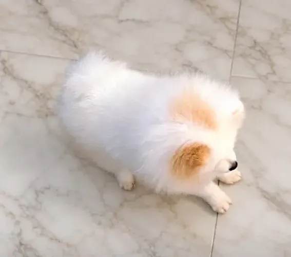 Lulu da Pomerânia anão macho