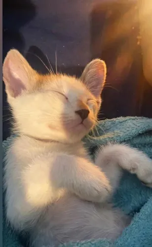 Gatinhos doação