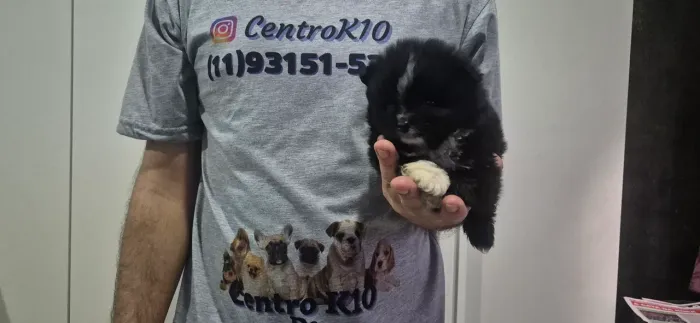 Bb porte pequeno spitz alemao preto menino e menina 