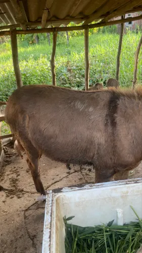 Vende-se burrinho