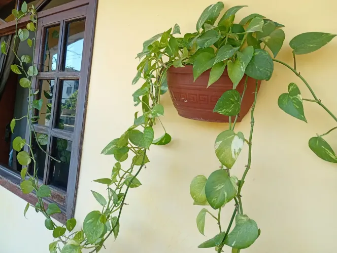 Plantas lindas naturais ?