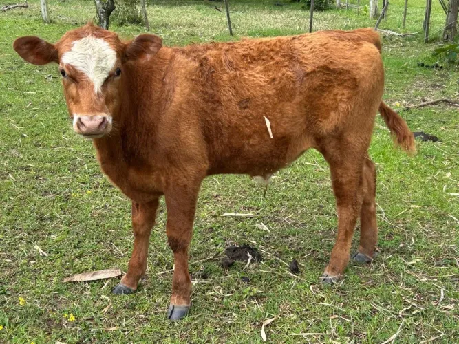Terneiro