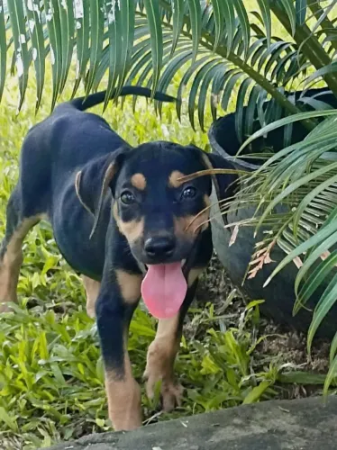 Vendo filhotes cachorros misto(doberman com Rottweiler)