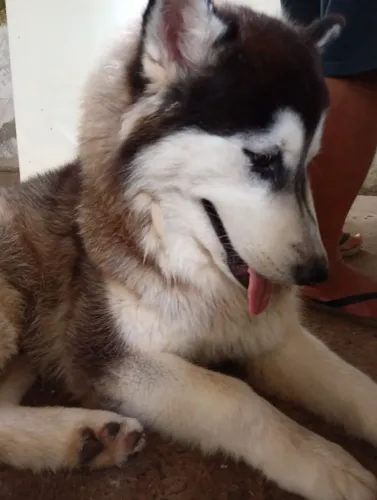 Huscky Siberiano