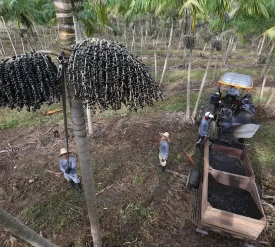 300 hectares com 160 hectares de açaí plantado e irrigado há 239 km de Belém R$ 13 milhões