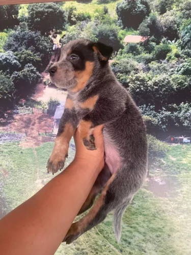 BLUE Heeler (boiadeiro)