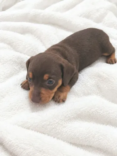Dachshund fêmea