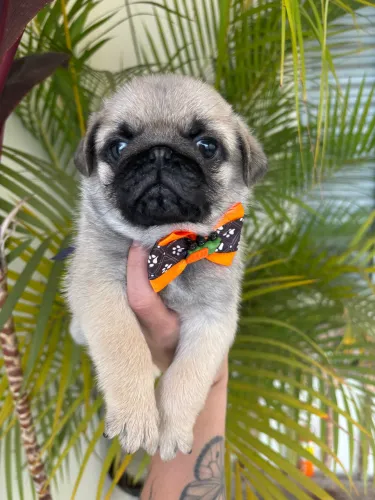 Filhotes de pug MACHO abricot lindos saudáveis pra ir pra casa