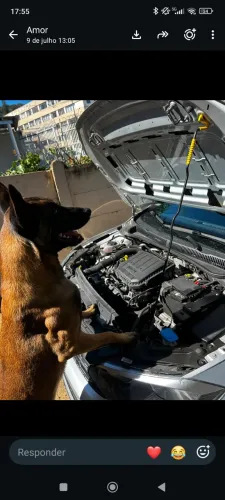 Filhotes de Pasto Belga Malinois