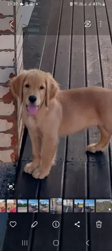 Lindo mascote golden retriever