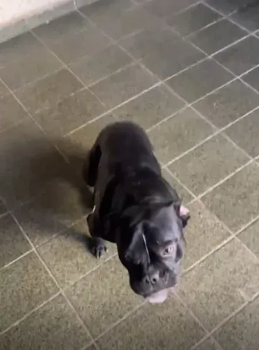 Pitbull