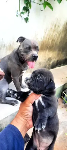Pit Bull filhote