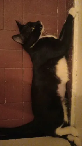Gata preta e branca, doação responsável