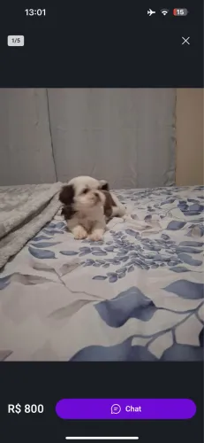 Doação shih tzu