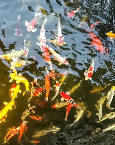 Carpas coloridas pra lago o aquario 
