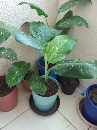 Dieffenbachia nome popular comigo-ninguém-pode