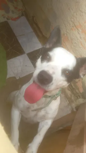 Doação de uma cadela fêmea dócil.