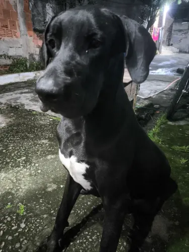 Dog alemão macho 