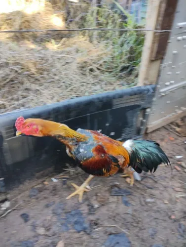 Galo índio