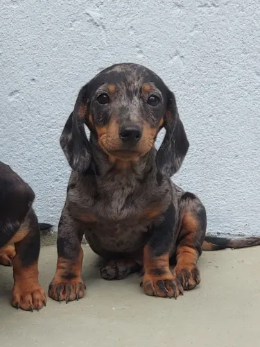 Filhote de Dachshund, Basset, Teckel, Salsichinha