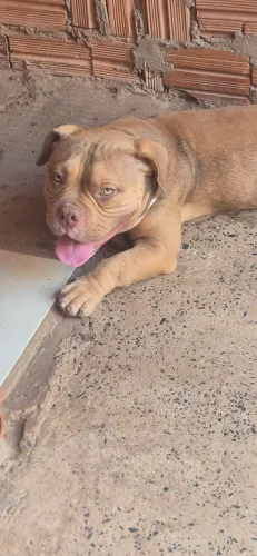 American Bully 