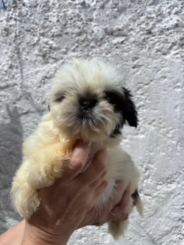Piratinha disponível!!