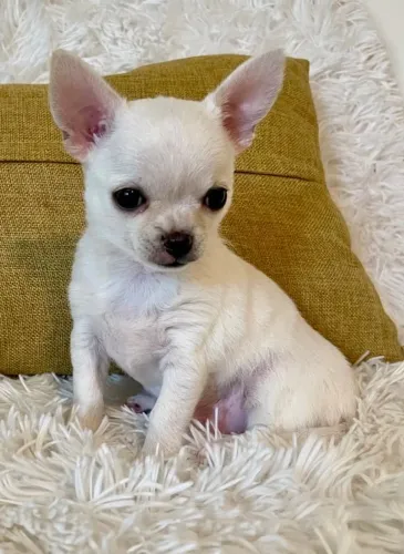 Chihuahua machinho branco imperdível 