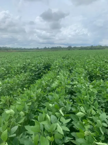 Fazenda a venda em Pedro Afonso - Tocantins!!!