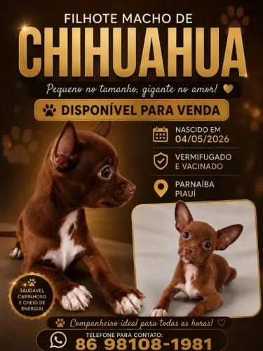 Filhote de chihuahua Macho