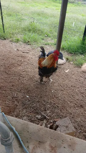 Venda se 70 reais