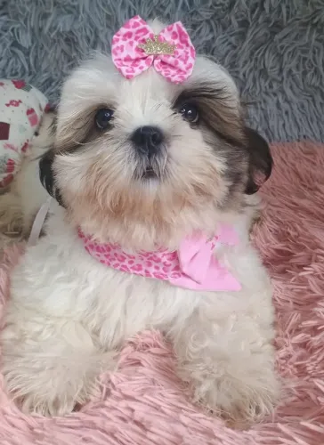 Shih-Tzu Fêmea 